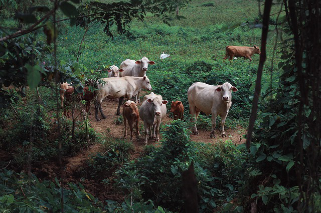 饲料养牛方法有几种呢，养牛饲料的问题怎么解决、养牛需要喂养什么