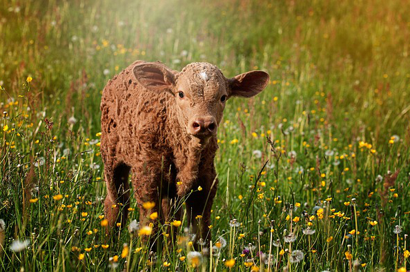 酵母饲料养牛？酵母粉喂牛能增加蛋白吗生长能加快吗