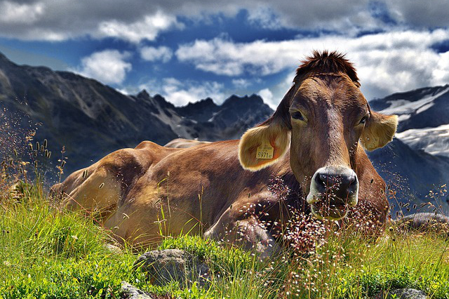黑麦草种子多少钱斤养牛？沉一年的草块今年喂牛行吗