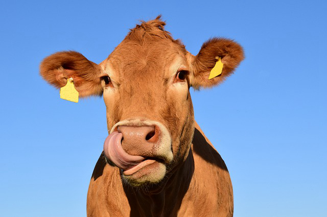黑龙江省养牛现代化牛棚 2020年养殖业新政策养牛让盖牛棚吗