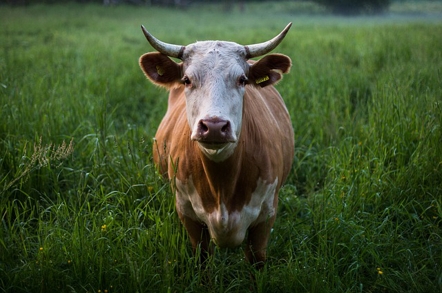 饲养牛当宠物，宠物牛能活几年