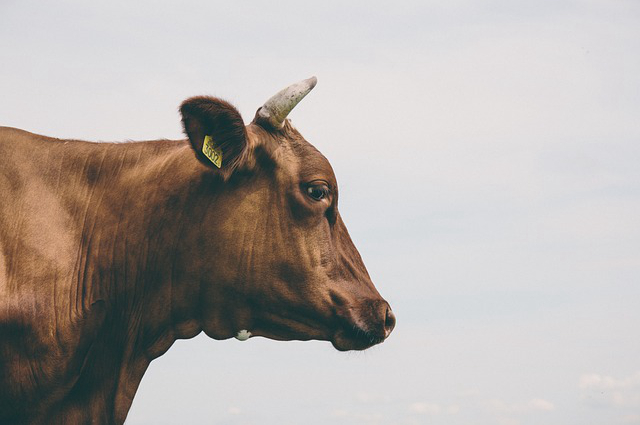 鲁西黄牛养牛，养殖育肥鲁西黄牛小牛每天能长多少斤