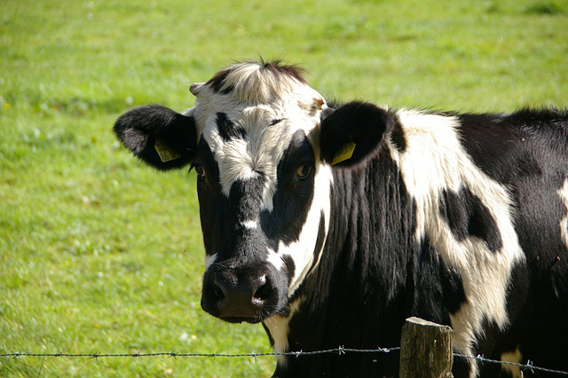 高科技圈养牛，黄牛圈养的有什么好处与坏处