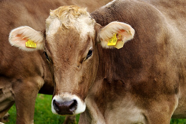 邓县二手养牛设备出售 牧原养猪场多少个分厂