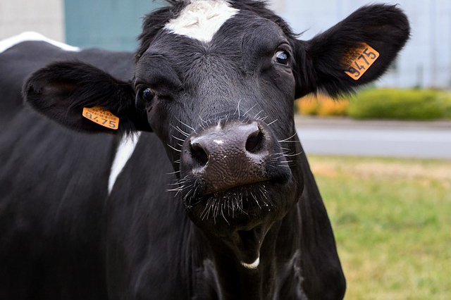 驻马店板桥镇养牛厂电话 村里养牛污染怎么投诉