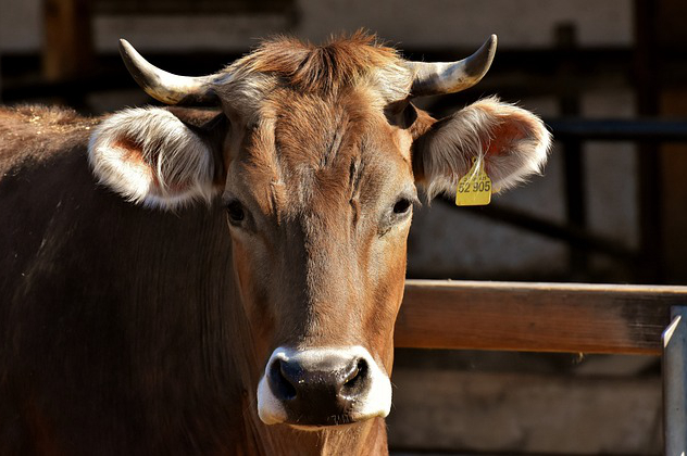 通辽那养牛的多 内蒙通辽2021年养牛补贴政策