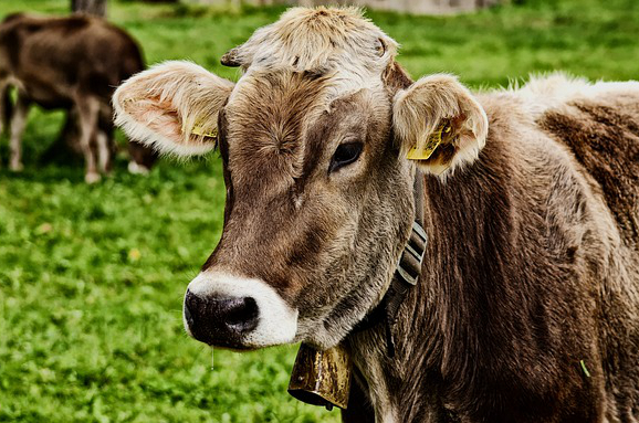 青草一斤一毛养牛合适吗，一头牛一天吃多少玉米面