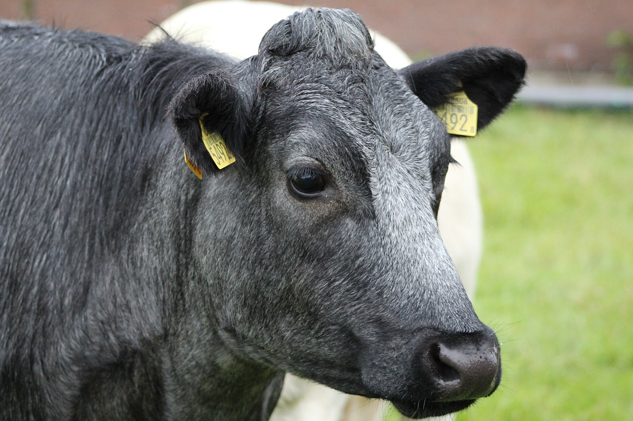 饲养牛一个月饲料费多少？每头牛一年大概需要多少饲料钱