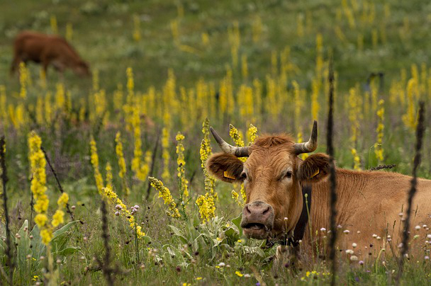 限制大型养牛场，果园用地能否办理养牛设施