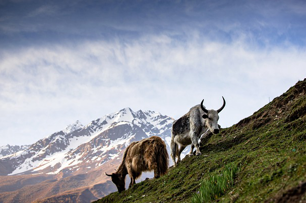 黑龙江山区养牛，黑龙江养牛夏天可以上山吗