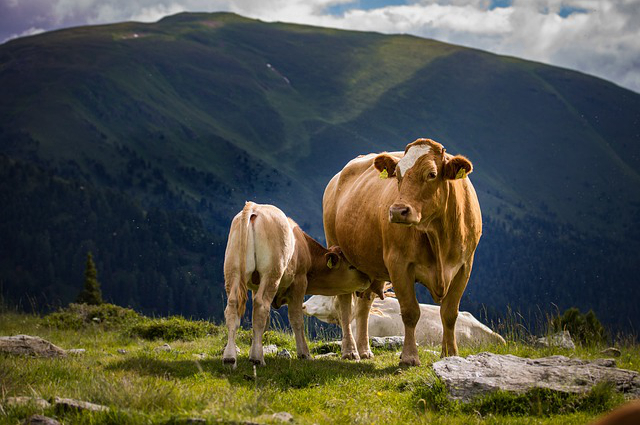 文功臣养牛厂？农村养牛最大的开销是食料还是小牛苗？