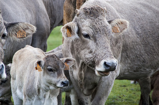 黑龙江养牛效益怎么样，2022年黑龙江养牛有补贴吗