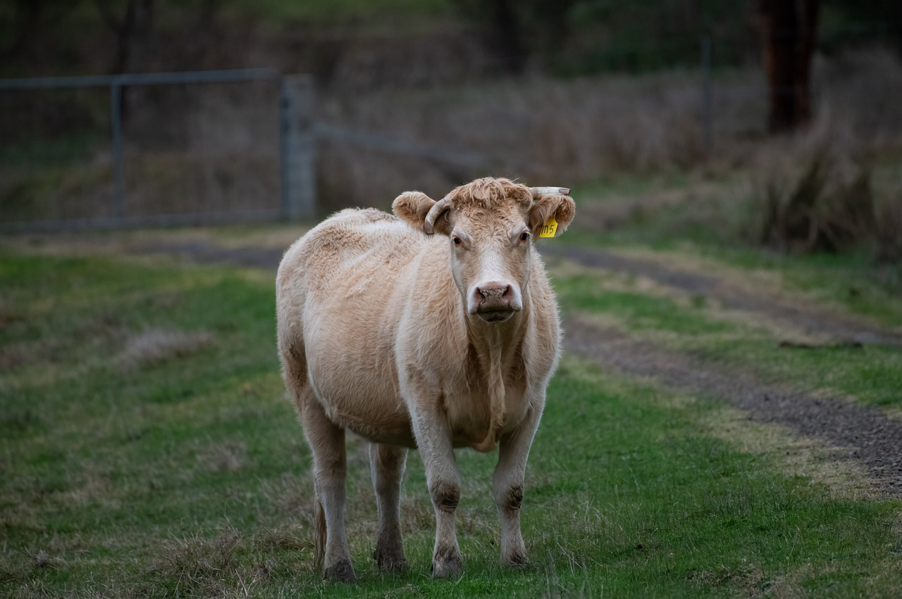 黑龙江的养牛人 黑龙江最好养殖最好赚钱的动物有哪些