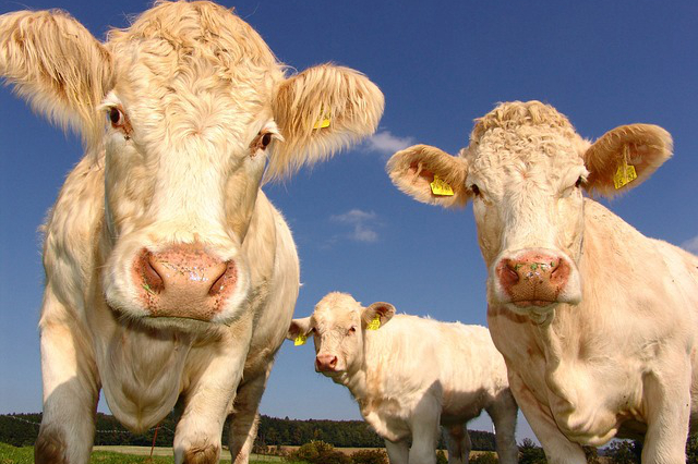 邵阳市有哪些养牛场招人，2020年湖南省养母牛补贴政策