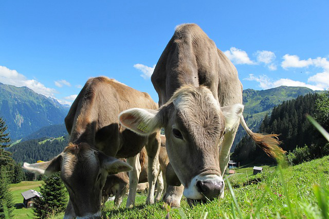 鹤岗能养牛吗最近天气 平均气温五度的高山上可以养牛吗