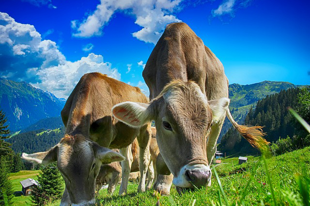 高原散养牛肉？一般牛肉和高原牦牛肉的区别