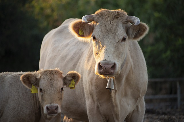 高价养牛 哪种品种的牛经济效益最高