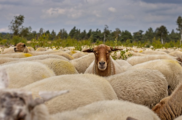 饲养牛羊的利润有多大？一年的利润多少啊