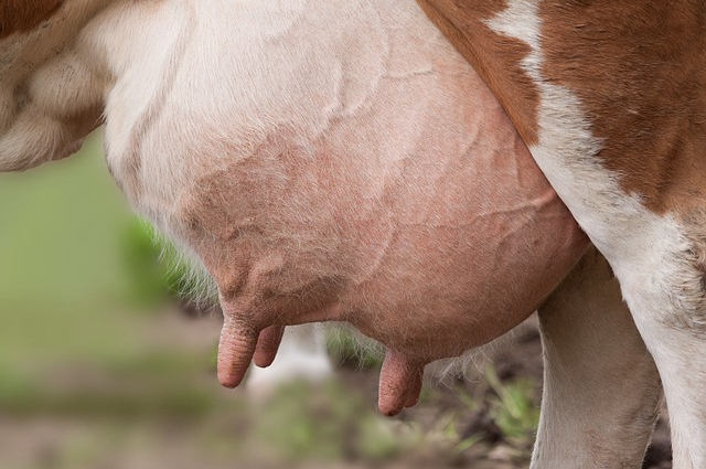 饲养牛吃什么长肉快？牛吃什么饲料可以快速增肥
