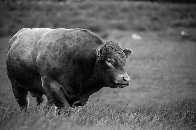 龙岩养牛有补贴吗农村 龙岩哪个地方牛肉最好