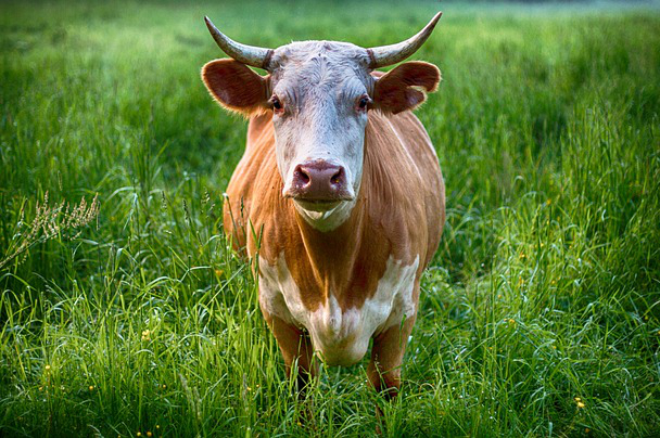 饲养牛一般有几种草种呢，养牛种什么牧草最合适