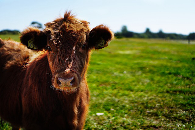 防疫期间养牛注意什么 养母牛的十大禁忌
