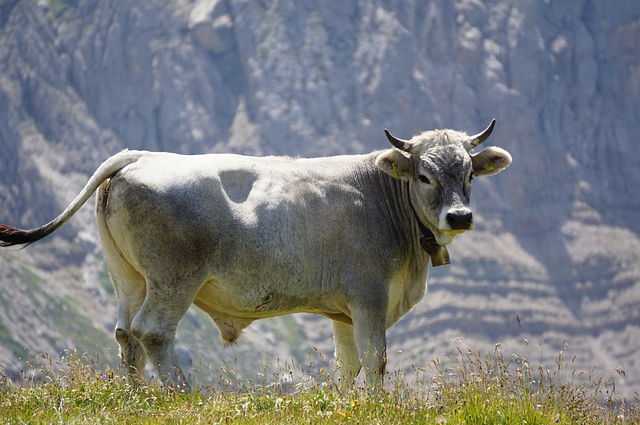 舍饲散养牛，养牛放养和圈养有什么不同