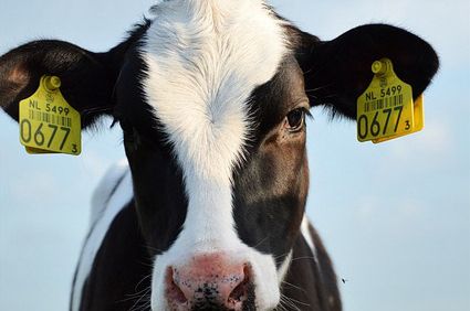 黄牛养殖技术养牛的风险 如何降低养殖黄牛风险