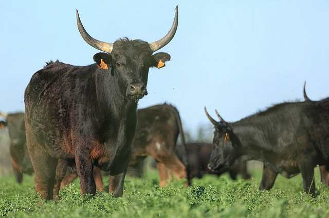 青储草多长时间能饲养牛(牛多长时间被拴起来)