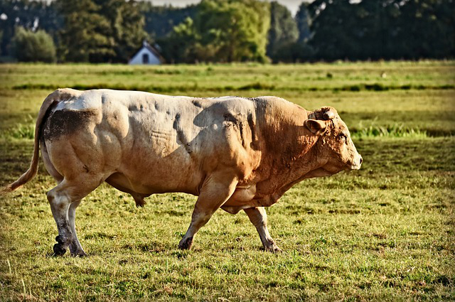 黑龙江养牛技巧，在黑龙江养牛政府能给每头牛多少补贴