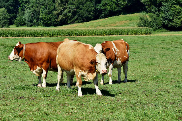 葡萄糖在养牛中的好处 牛为什么要喂红糖