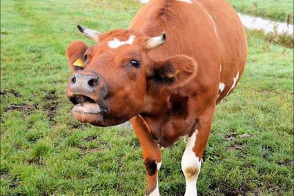 黑龙江最好的养牛品种？东北适合养殖什么品种的牛