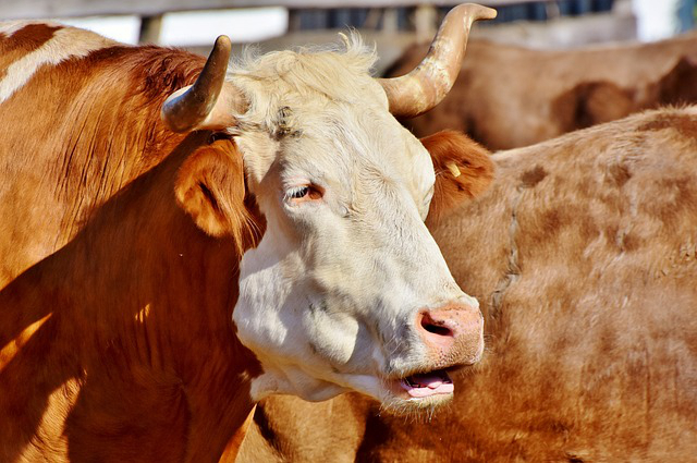 黑龙江养牛的品种有哪些？2022年黑龙江养牛有补贴吗