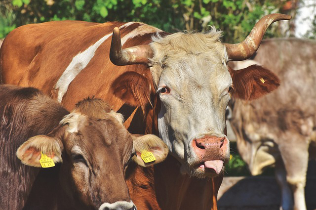 阳春市内养牛人有多少，兰州牛肉拉面的历史
