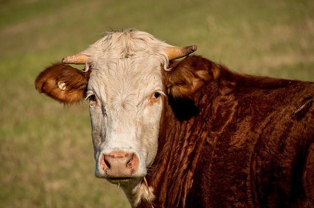 高粮养牛，刚配的母牛能吃高粮吗