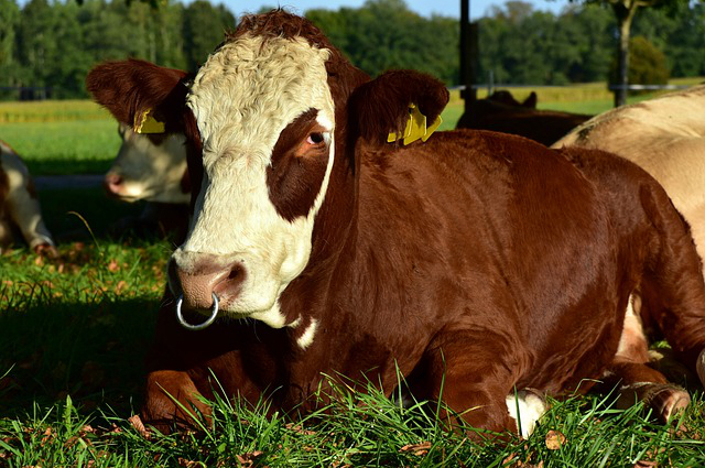 谷物饲养牛？牛的养殖方法和技术