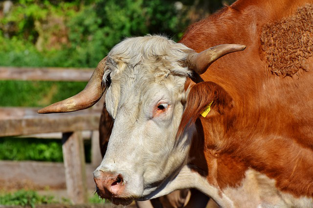 饲料养牛的利弊分析 养牛直接饲喂青草和青贮饲料有何利弊