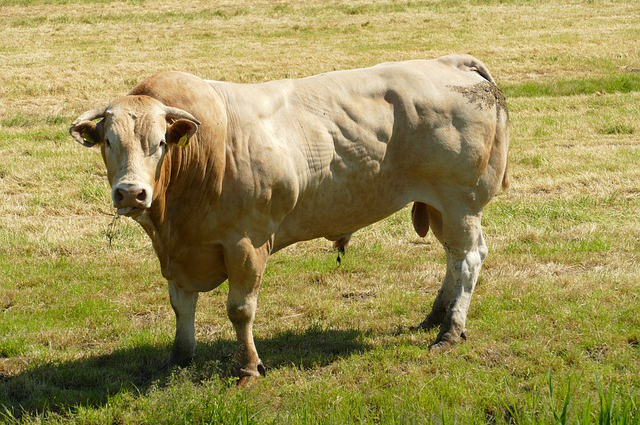 福建养牛补贴标准(温州养牛补贴政策2022标准是多少)
