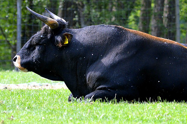阿鲁科尔沁旗养牛大的公司？内蒙赤峰最大的牛交易市场