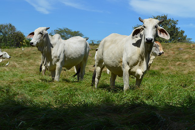 滁州附近的养牛场 滁州市来安舜山镇养牛场需要豆渣喂牛吗