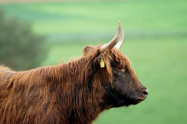 荷兰智能养牛车怎么样，帝国时代3怎么才能养牛