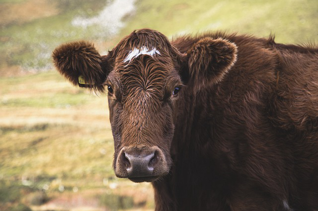 青海农村养牛价格表大全，青海牧区的主要畜种