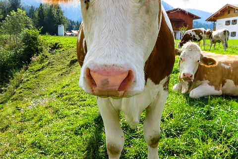 长时间养牛会有哪些传染病？养殖肉牛容易得什么病