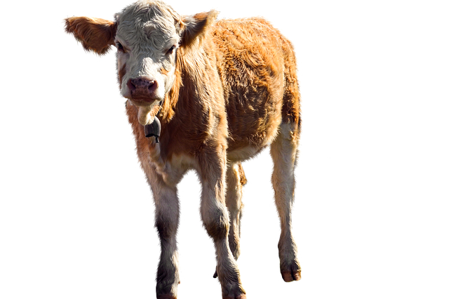 酒糟和青储哪个养牛和算(养殖夏季如何用酒糟喂牛)
