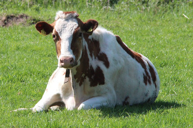 躺着养牛最好的方法，放养牛怎么才能让牛不乱跑