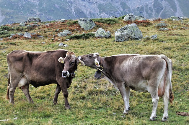 黑龙江养牛基地现状况，黑龙江苍牧牧业养不养牛