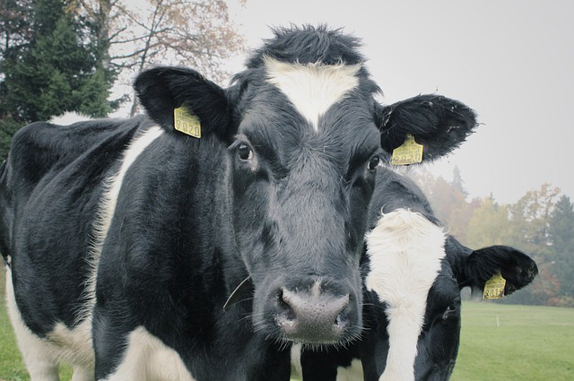 高州哪里有养牛场的 关于描写属相牛的诗句