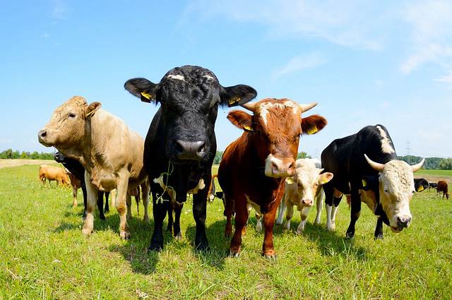 麦麸对养牛的好处有哪些，麦壳常年喂牛怎么样