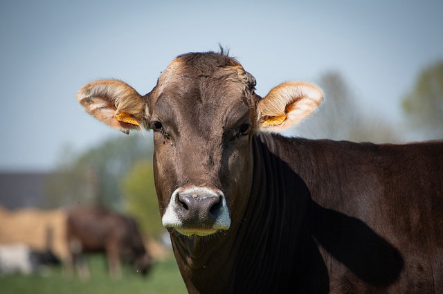 黑麦草养牛禁忌有哪些药，有哪些优势和弊端呢