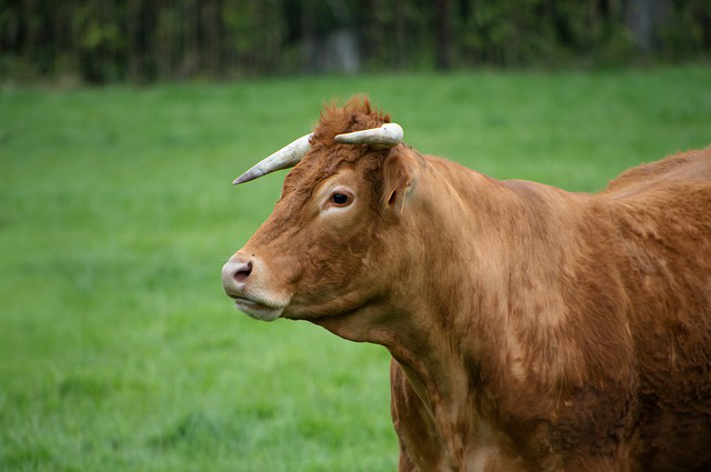 鄂尔多斯达拉特旗养牛 景德镇哪里有养牛批发市场